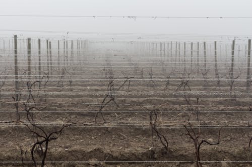 Foto profissional grátis de grande vale do rio, neblina, uvas