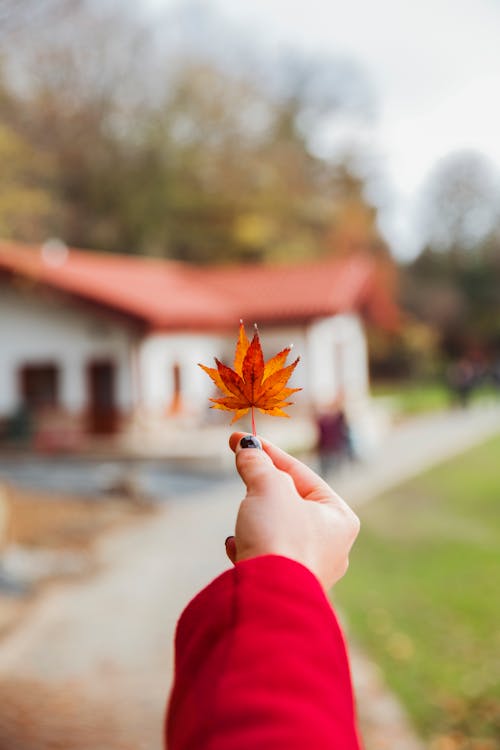 Womans Hand Holding an Autumn Leaf 