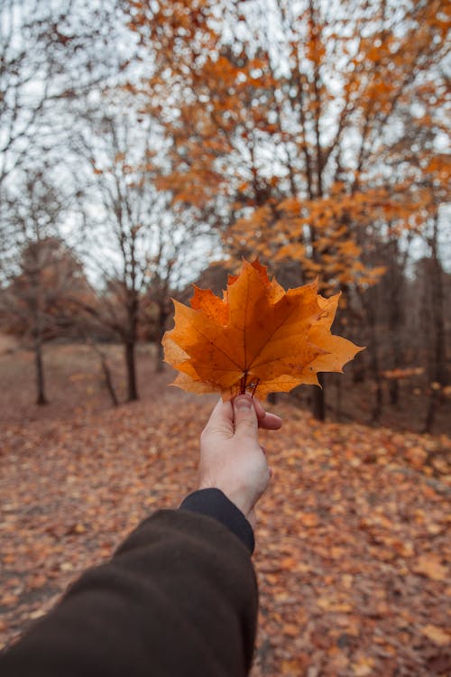 Hand Holding Orange Autumn Leaves 