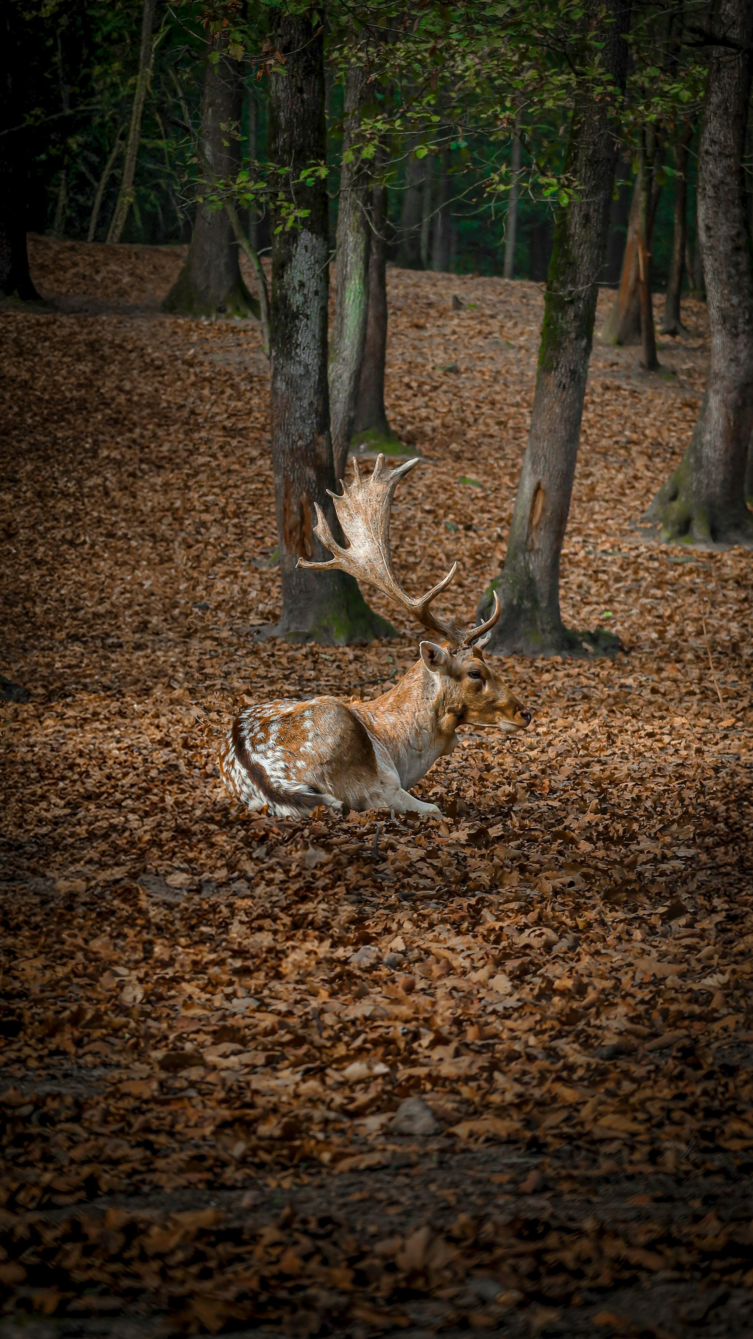 a deer laying down in the woods with leaves