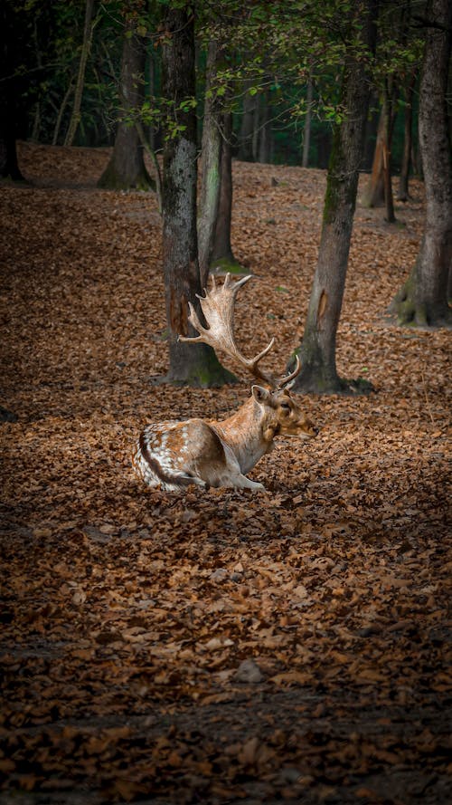 A deer laying down in the woods with leaves