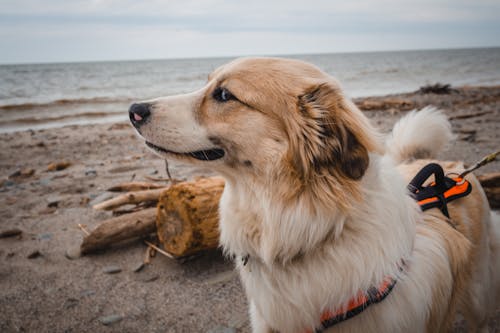 Beach Dog