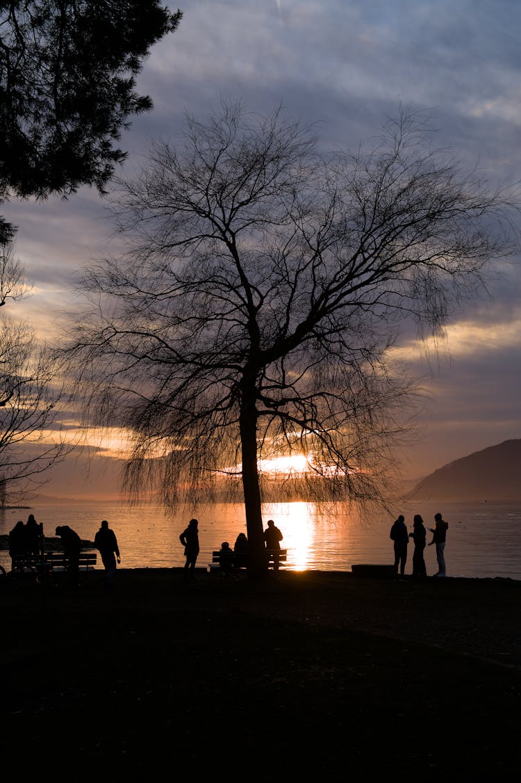 Silhouette Of People And Tree On The Lakeshore