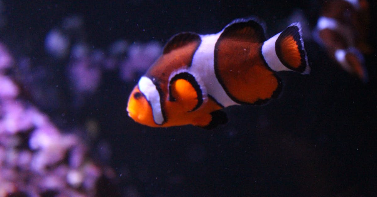 Free stock photo of clown, Clown fish, colorful