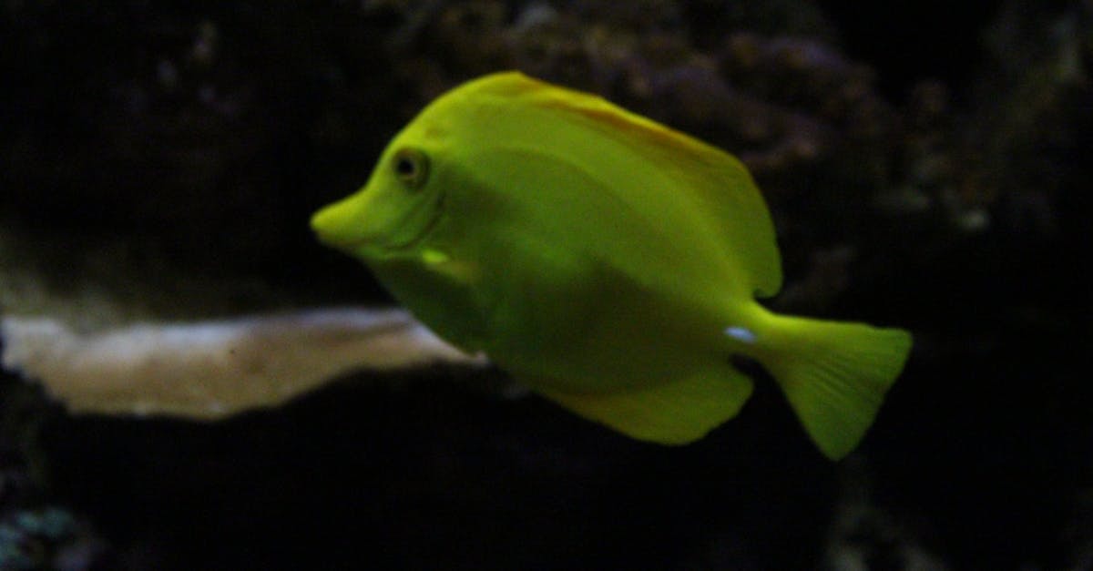 Free stock photo of colorful, fish, pretty