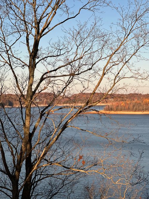 Free Tranquil scene of bare trees by a lake in autumn. Perfect for nature lovers. Stock Photo