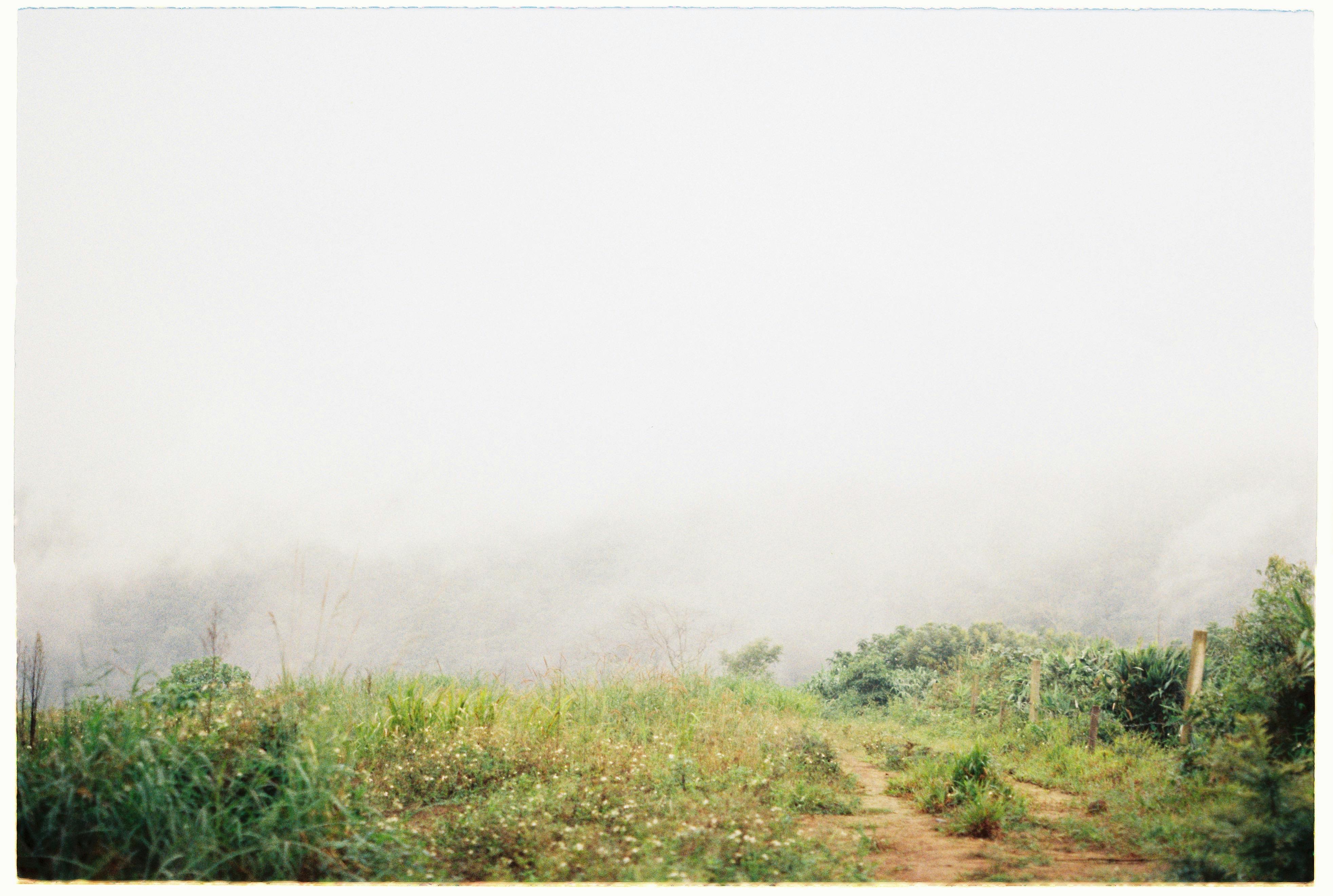 Tranquil countryside meadow with thick fog obscuring the horizon.