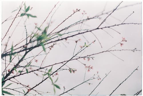 Close-up on Budding Leaves on Tree Branches