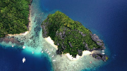 Trees on Island on Sea Coast