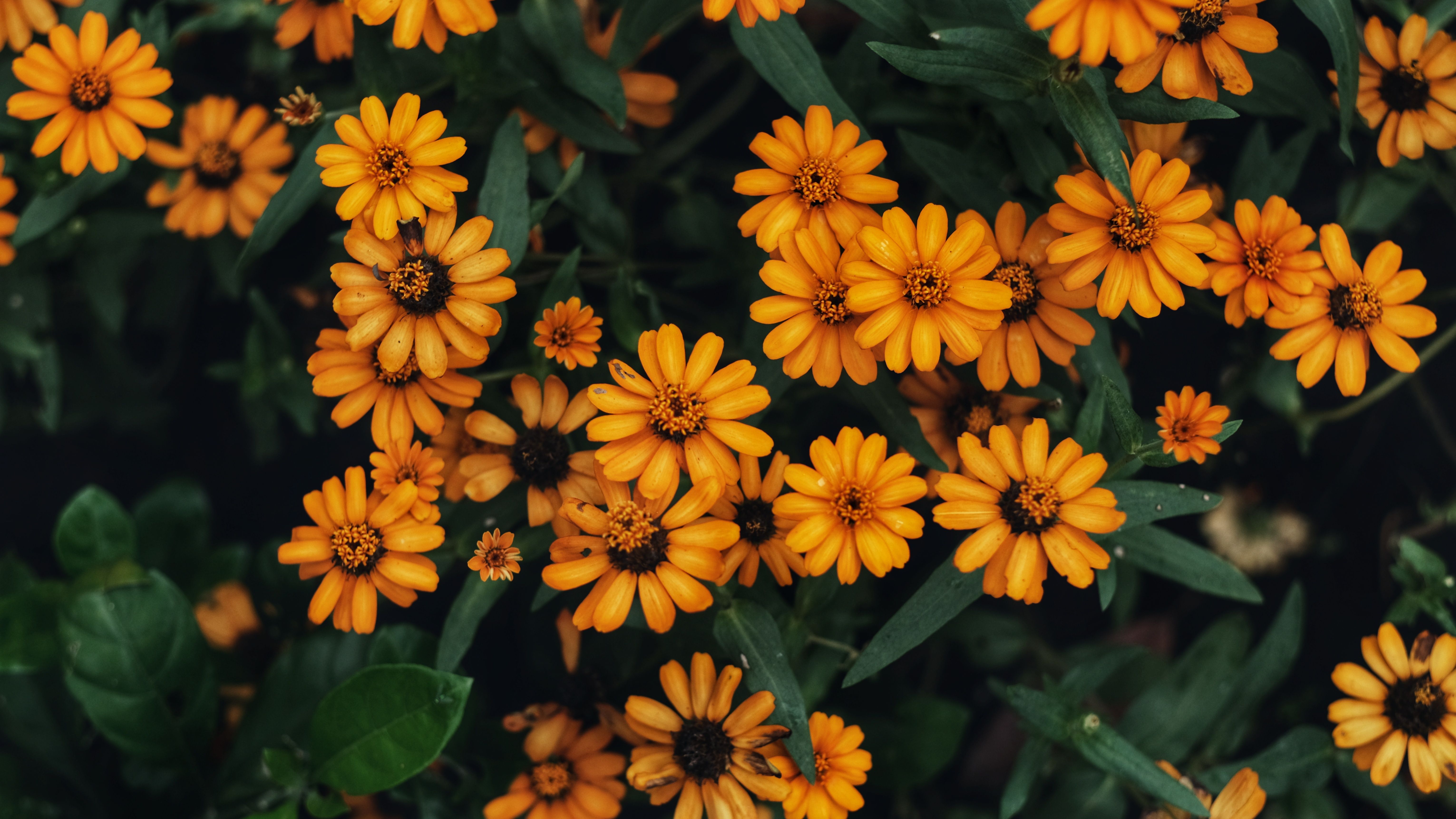 Black-Eyed Susans - low growing flowering perennials