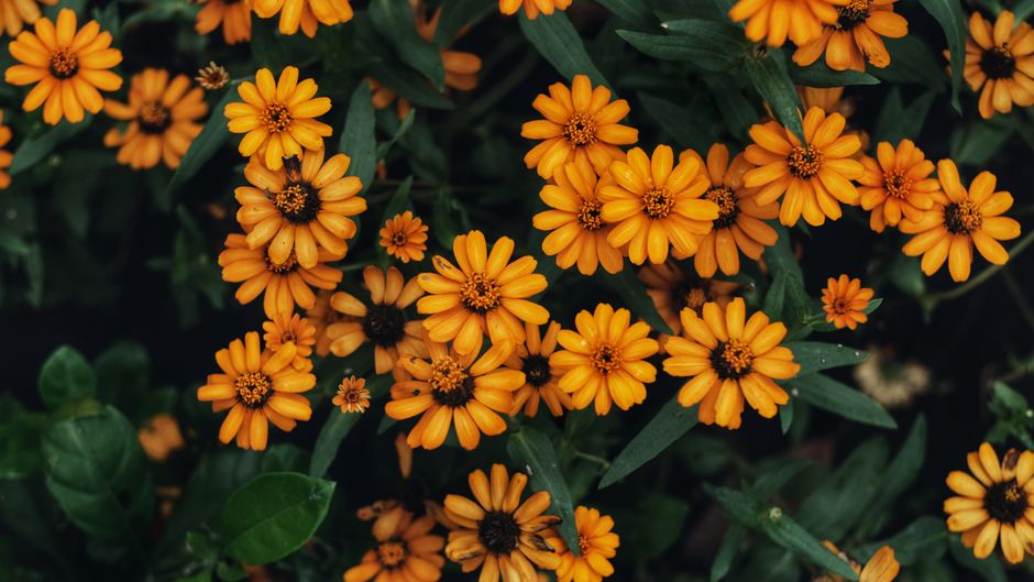 Black-Eyed Susans - low growing flowering perennials