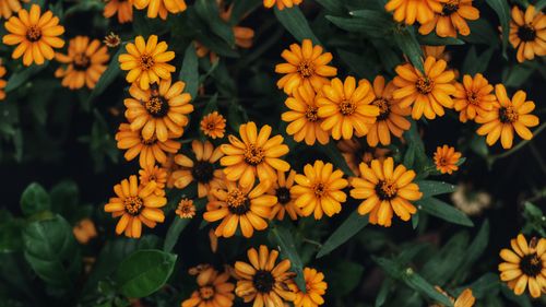 Free Capture of vibrant Black-eyed Susans flowers blooming in a garden setting, showcasing yellow petals. Stock Photo