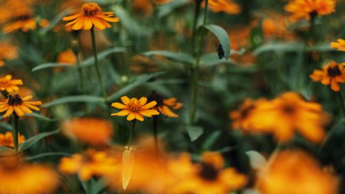 Free Close-up of vibrant orange zinnias in full bloom, creating a lively summer garden scene. Stock Photo