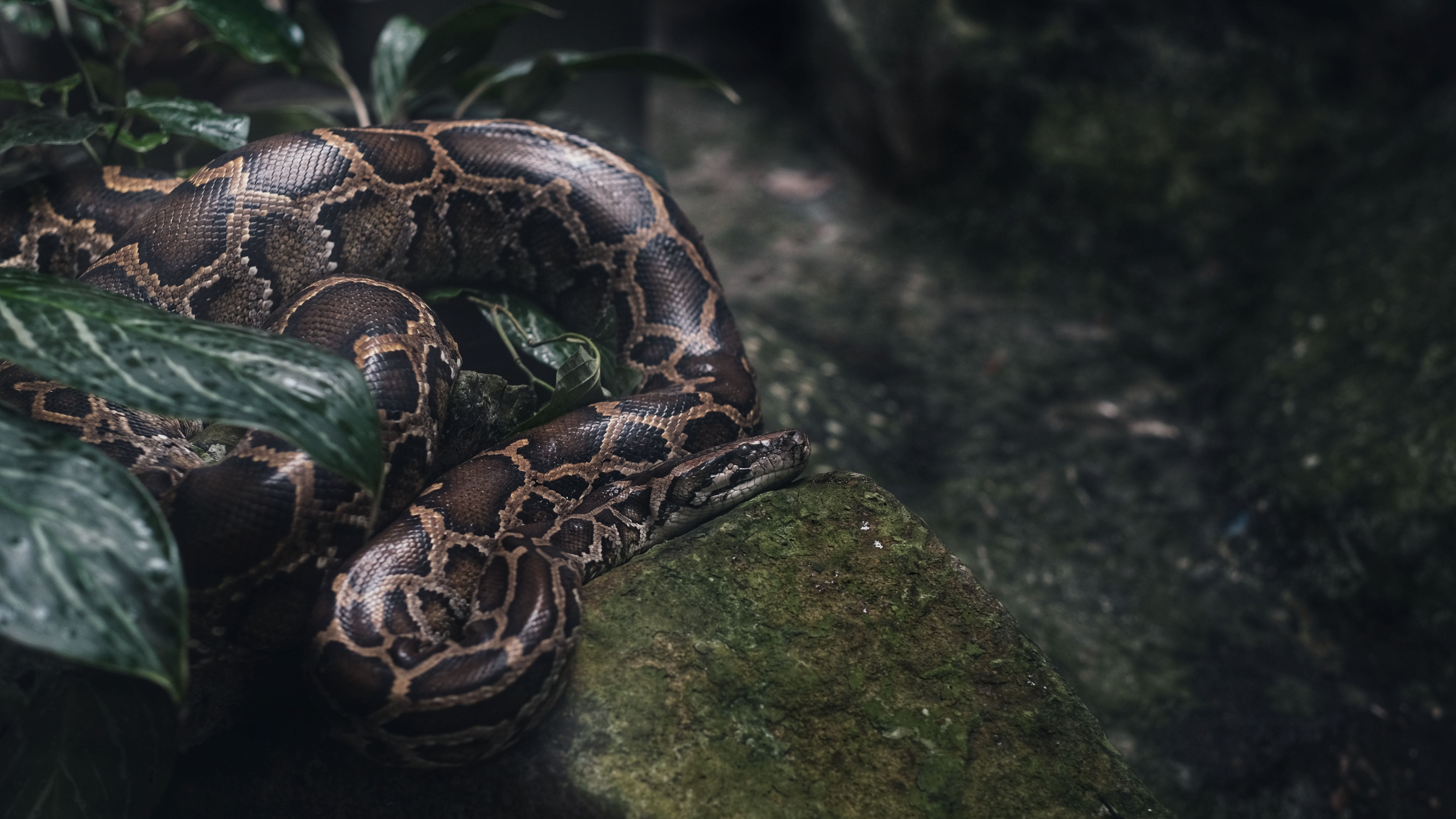 Snake on Rock · Free Stock Photo