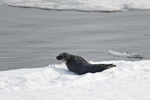 Sea Seal Lying on Snow at an Ocean Shore