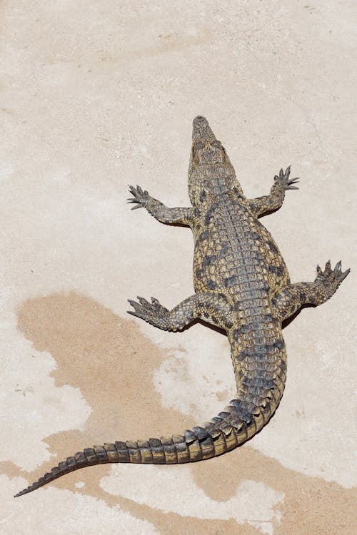 Kostnadsfri bild av alligator, djurfotografi, ligger