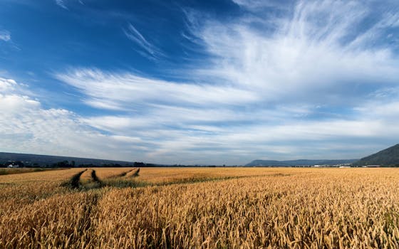 Expansive golden wheat field stretching under a clear blue summer sky, capturing rural beauty.