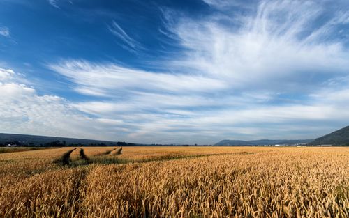 Free Expansive golden wheat field stretching under a clear blue summer sky, capturing rural beauty. Stock Photo