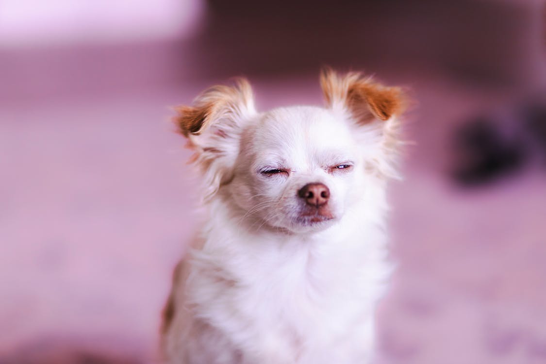 Fotos de stock gratuitas de chihuahua, día soñando, fondo rosa claro