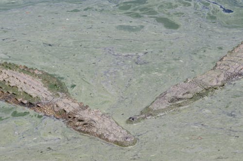 Alligators Swimming in Murky Water