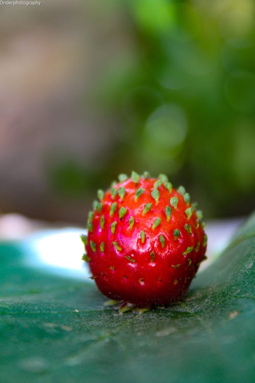 Close-up of a Sprouting Strawberry 