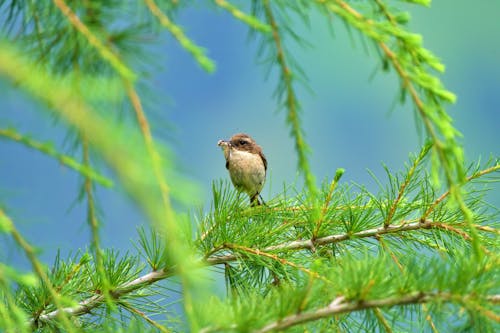 Small Bird on Evergreen Branches