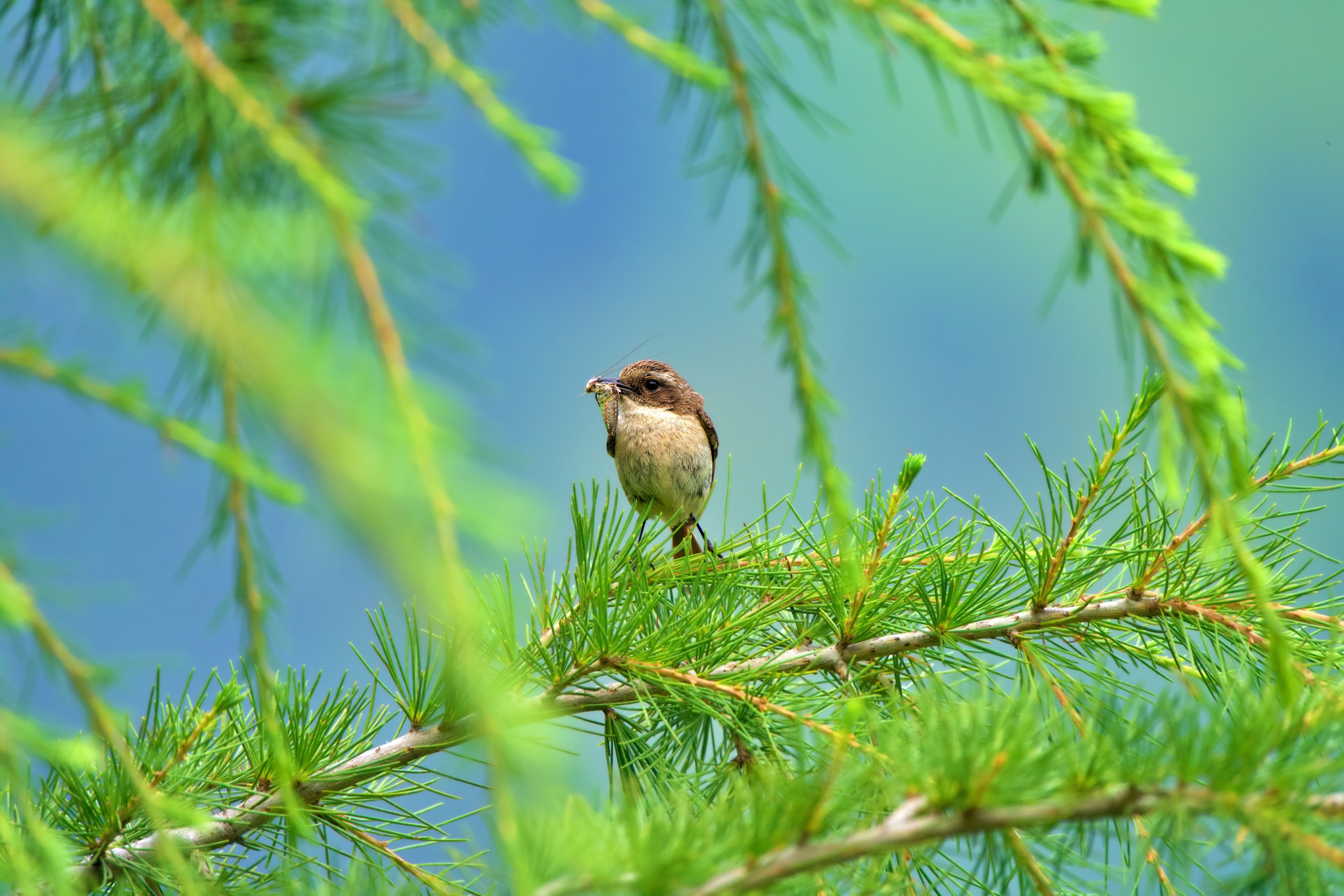 Small Bird on Evergreen Branches · Free Stock Photo