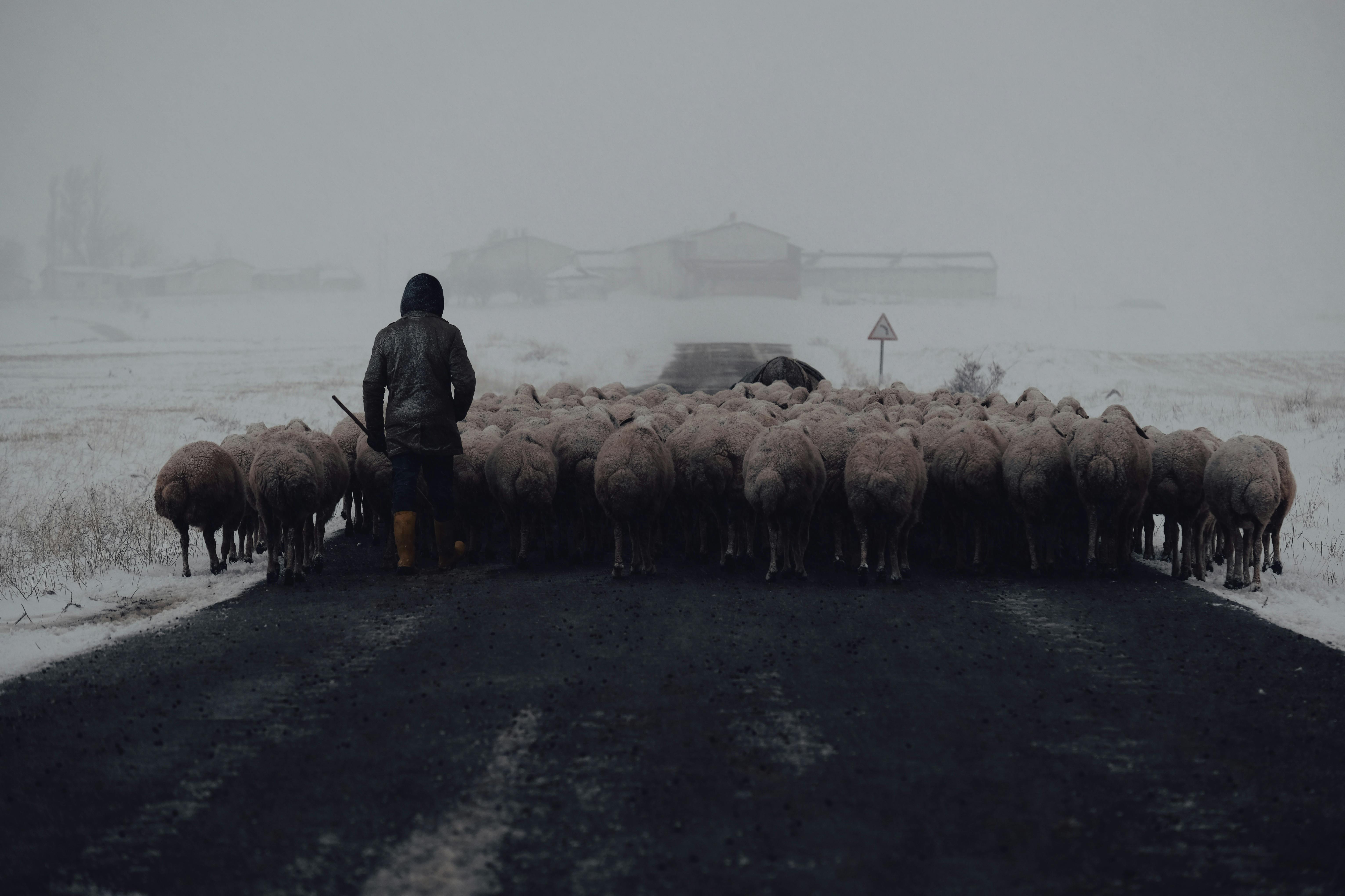 Shepherd Herding a Flock of Sheep Along a Road During a Snowfall