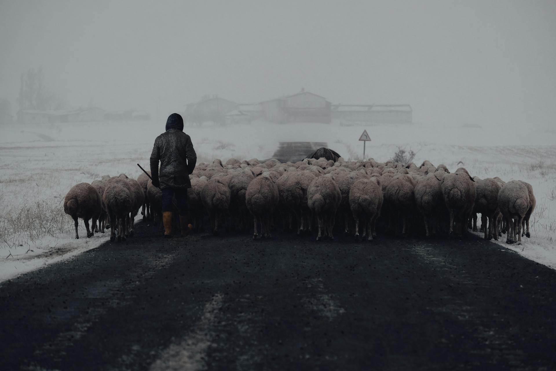 Een herder die tijdens een sneeuwbui een kudde schapen langs een weg leidt