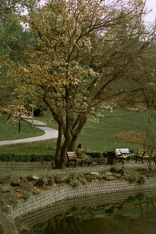 Free Woman sits on a park bench reading by a pond surrounded by autumn trees and foliage. Stock Photo