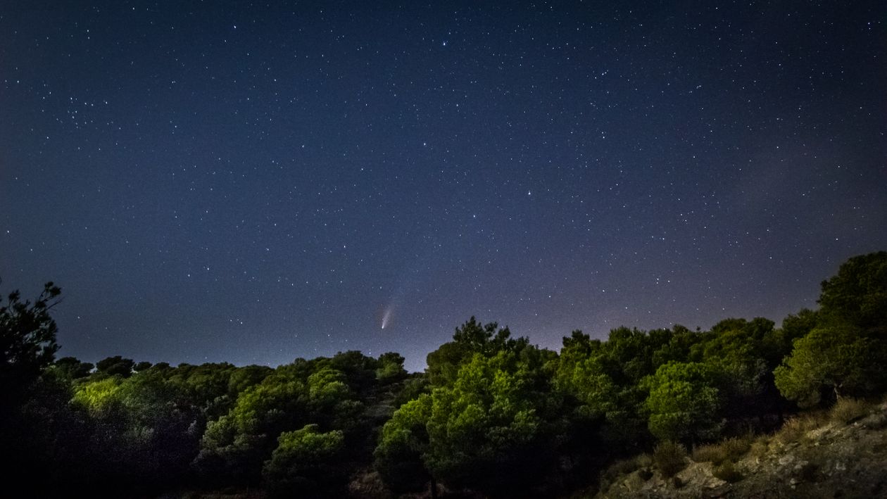 View of a Green Forest under a Starry Night Sky · Free Stock Photo