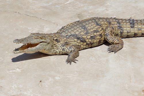 A Nile Crocodile Lying in Sunlight 