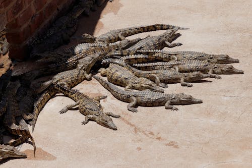 A Bask of Nile Crocodiles on a Concrete Surface 