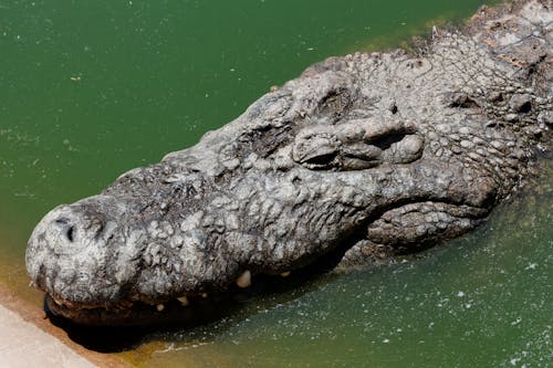 Alligator Resting in Green Water