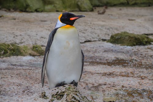 Ücretsiz doğa, hayvan fotoğrafçılığı, kral penguen içeren Ücretsiz stok fotoğraf Stok Fotoğraflar