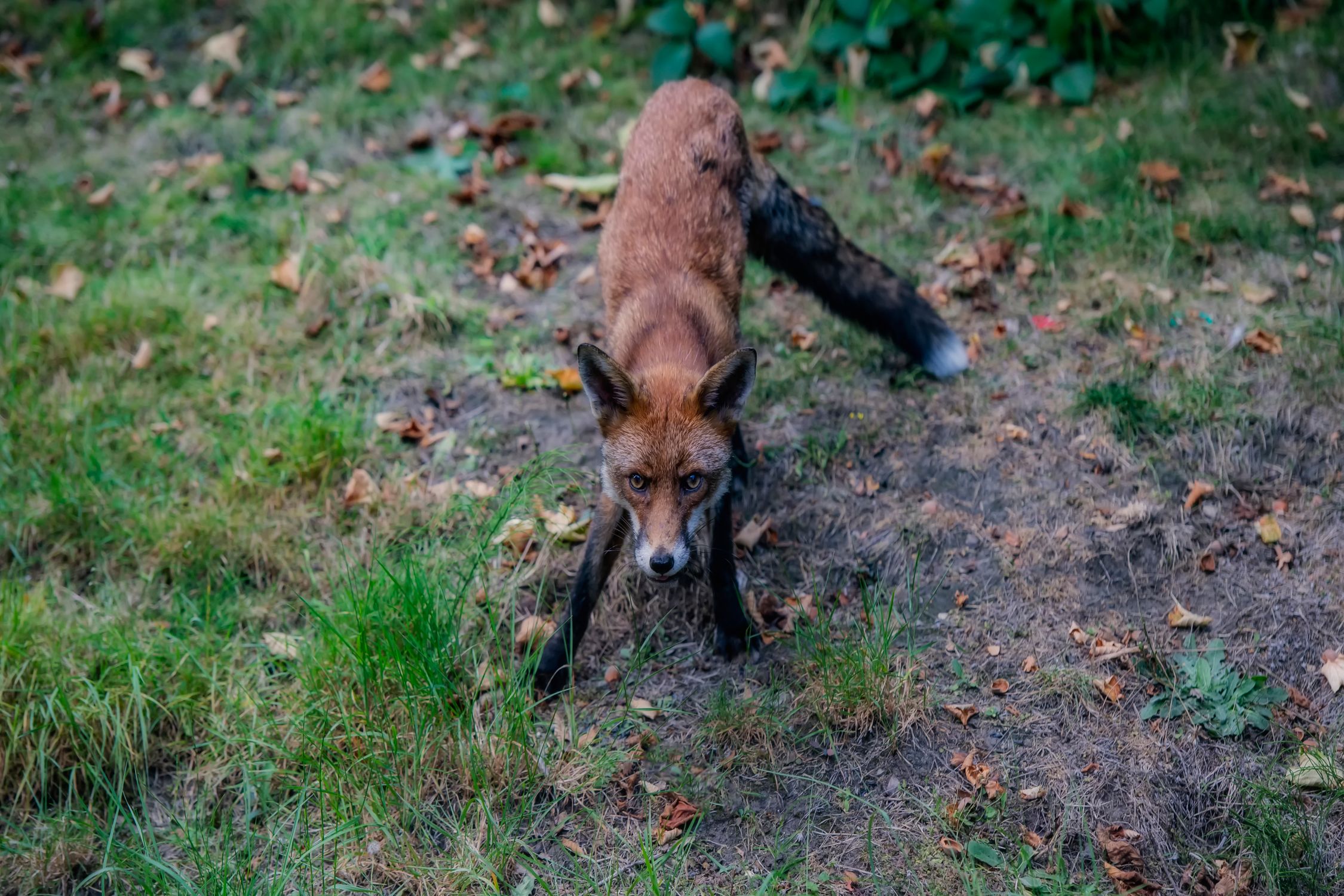 Scared Fox in Close Up · Free Stock Photo