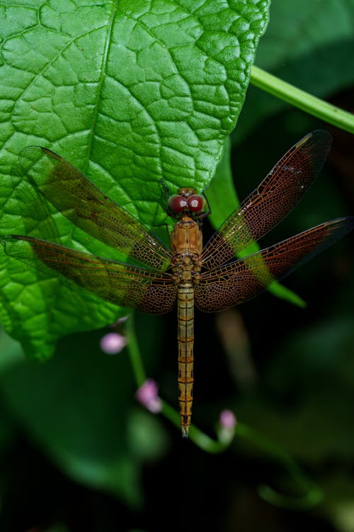 Red Grasshawk Dragonfly on Leaf