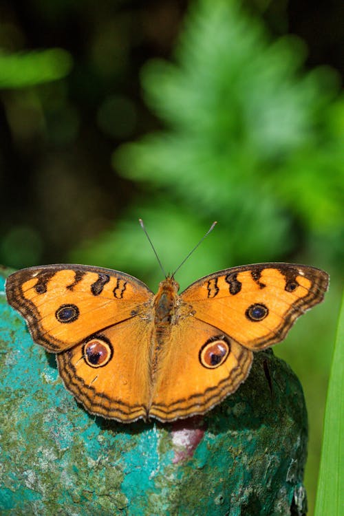 Peacock Pansy Butterfly with Spread Wings