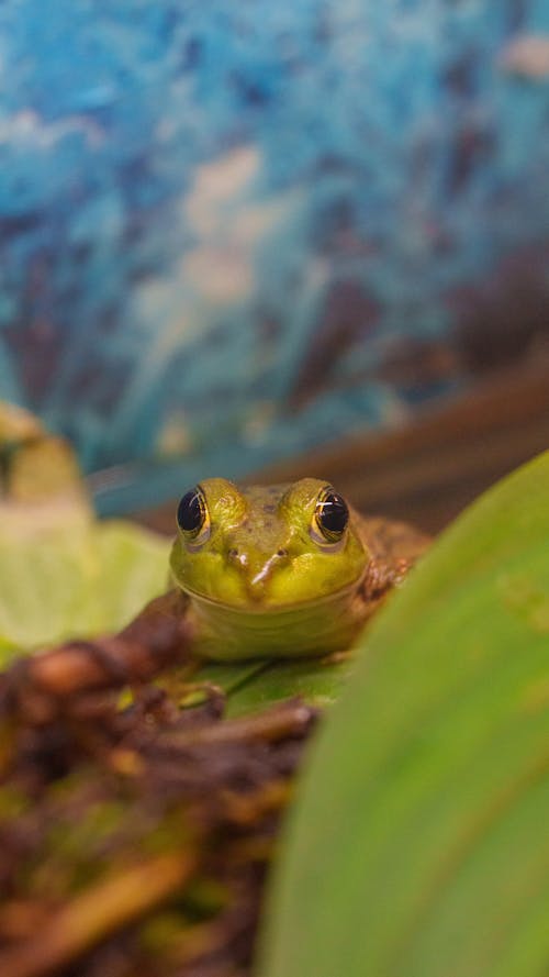 Close-up of a Frog 