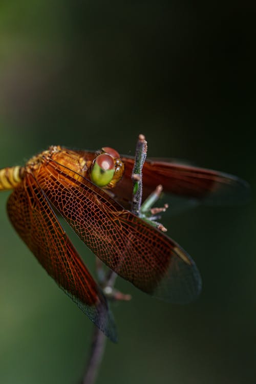 Close-up of a Dragonfly Sitting on a Stick 