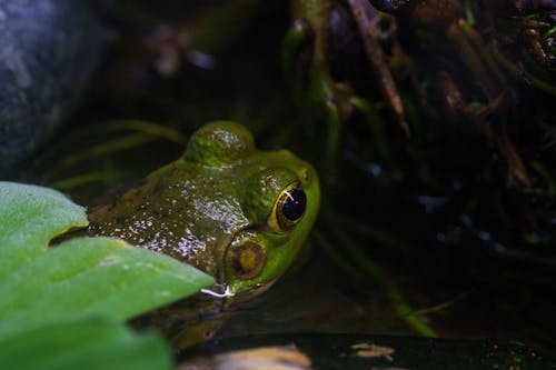 Close up of Frog Head in Water