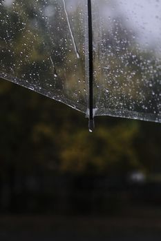 A detailed view of raindrops on a clear umbrella with a blurred natural background.
