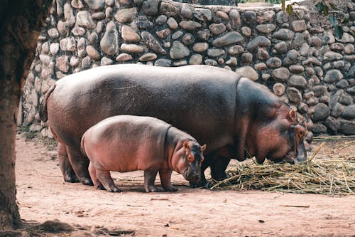 A Mother and Child Hippopotamus in a Zoo 