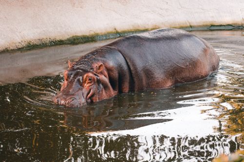 Free A large Nile hippopotamus wading in the calm waters of a zoo pond. Stock Photo