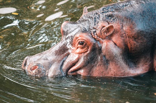 Close-up of a Hippopotamus in the Water 