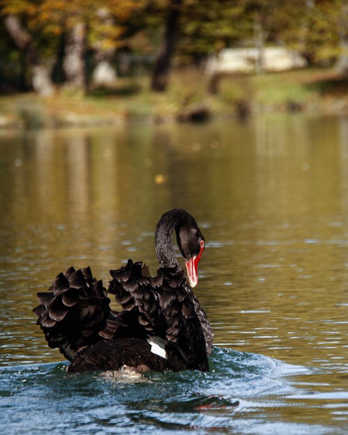 Close-up of a Black Swan Swimming in the Water 