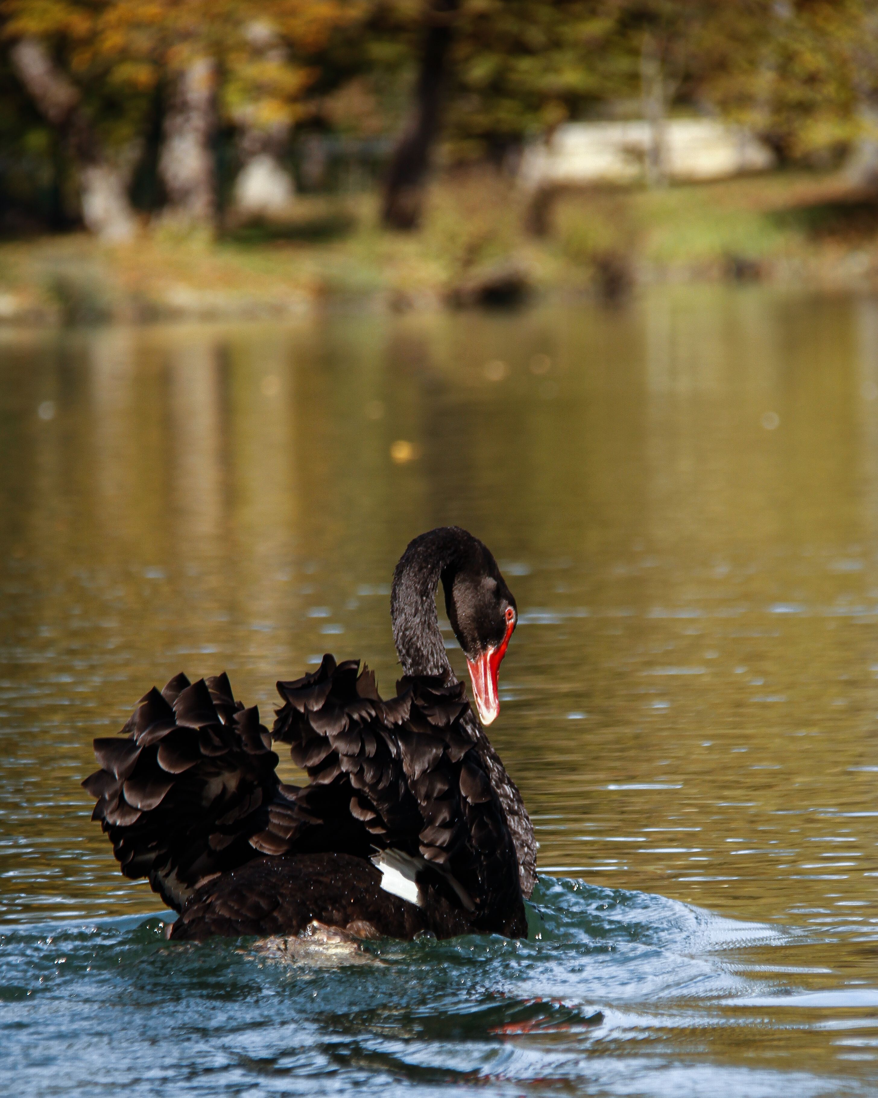 Close-up of a Black Swan Swimming in the Water · Free Stock Photo