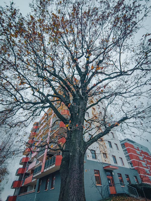 A Tree in a City