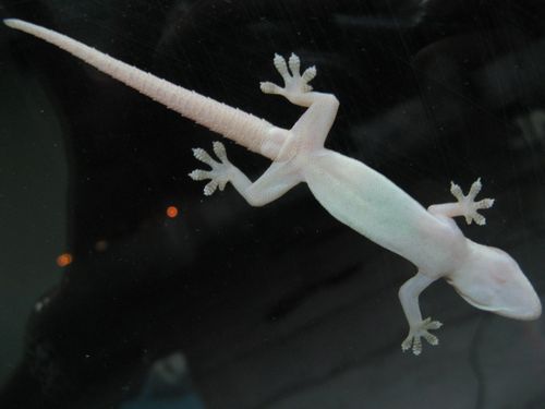 Free stock photo of glass, salamander Stock Photo
