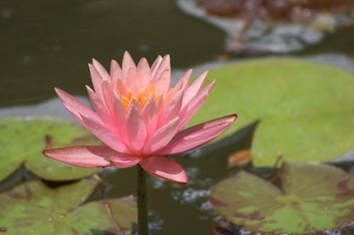 Imagine de stoc gratuită din asheville, floare de lotus, iaz